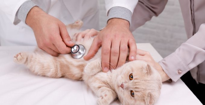 Der Gesundheitscheck Bei Katzen Tipps Von Petsexpert