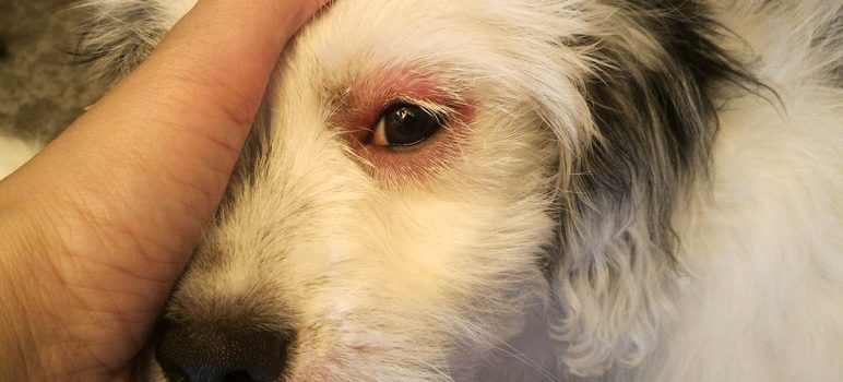 Bindehautentzündung beim Hund