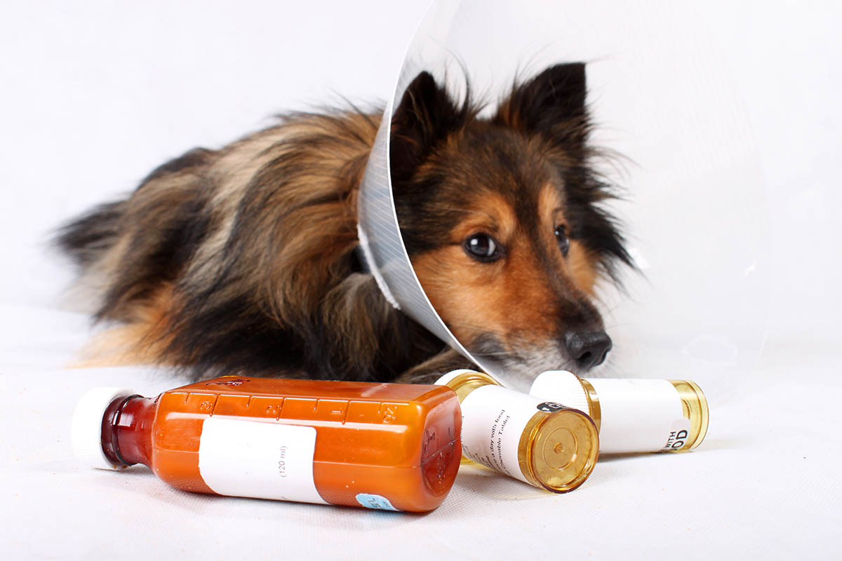Почему собака хрипит. Лекарства для животных. Животные с таблетками. Ветеринарные лекарственные препараты. Медикаменты для домашних питомцев.