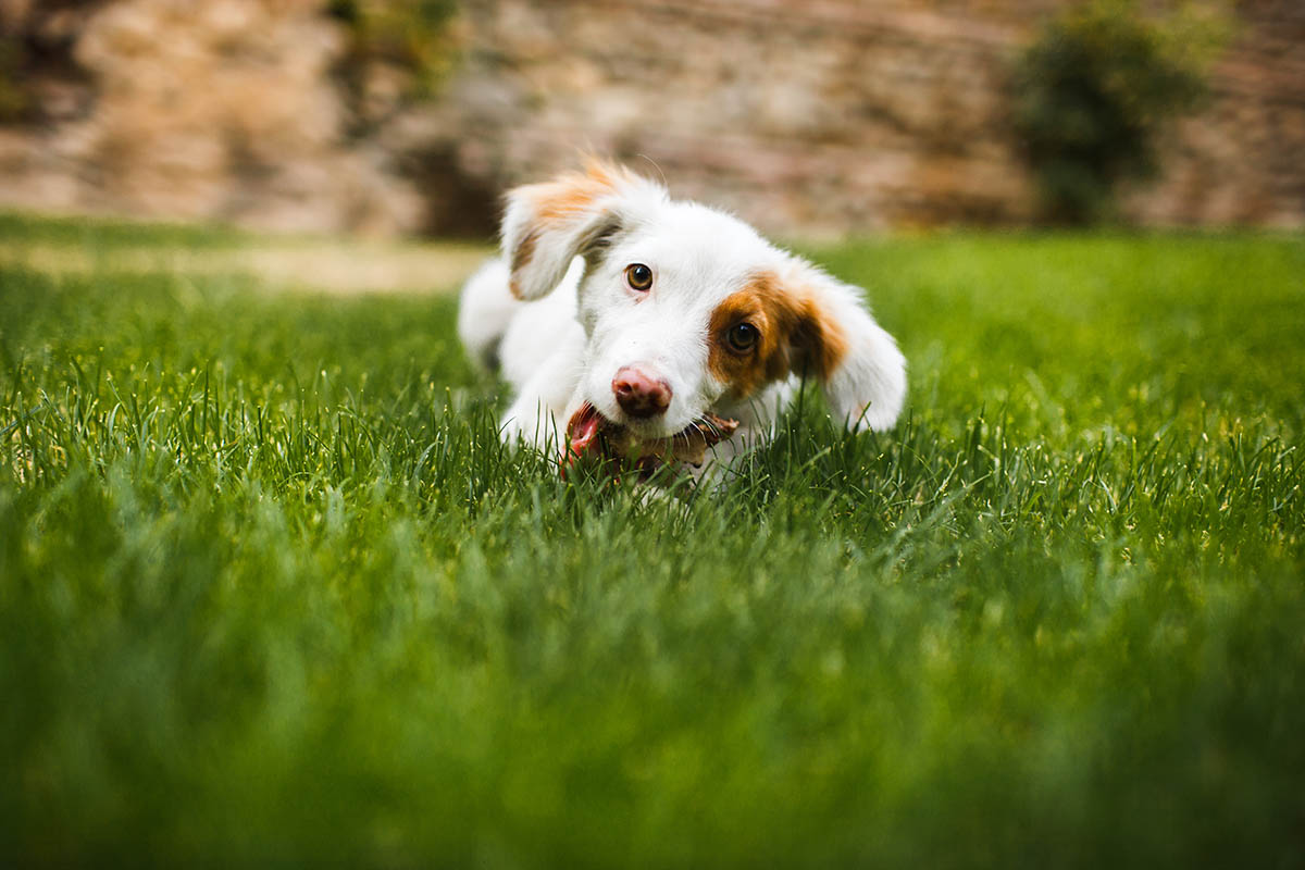 – Warum fressen Hunde Gras? | Petsexpert